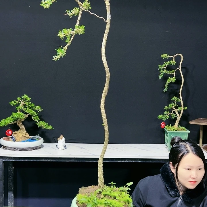 绿植黄杨木 广东品种