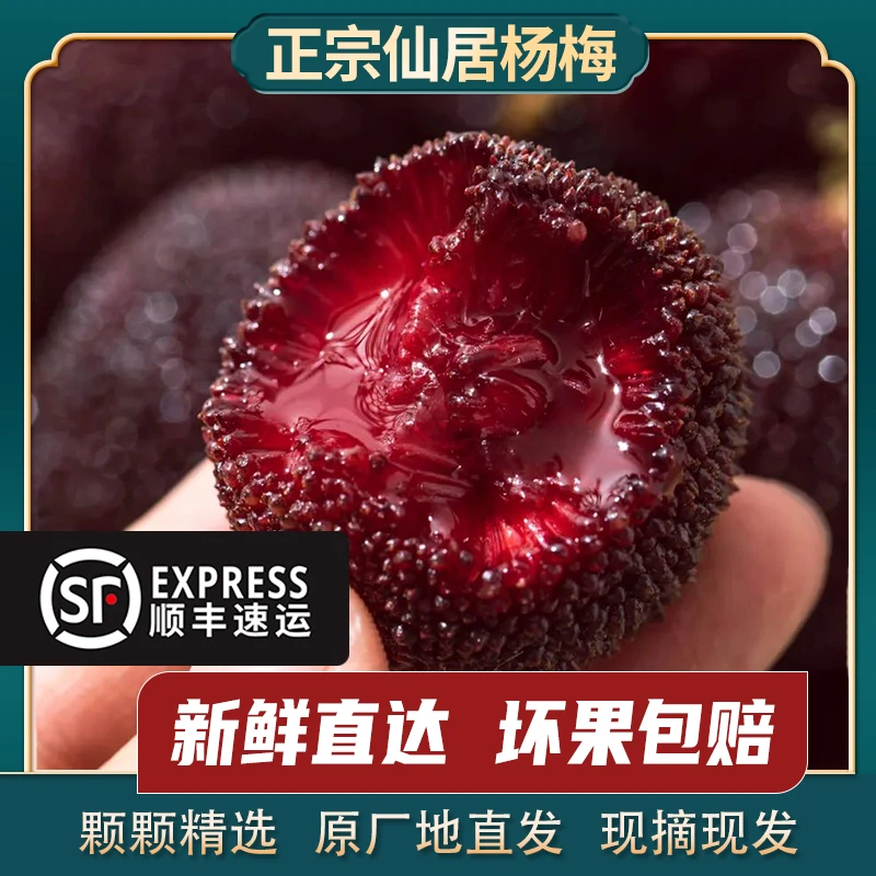 7A绿色认证【正宗仙居东魁杨梅】大棚仙居杨梅颗粒装现采现发顺丰
