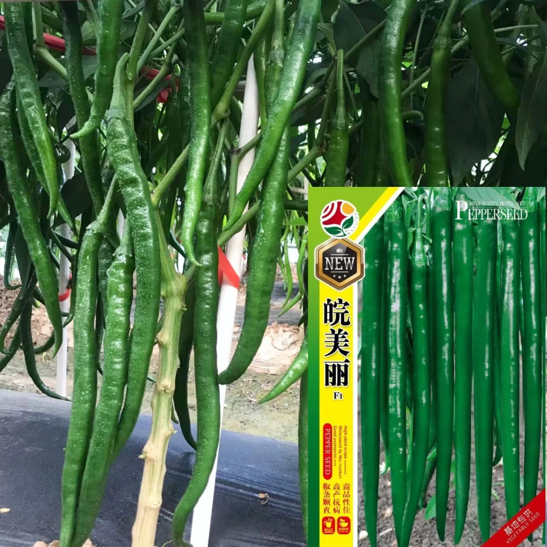 辣椒种子基地种植产地农业大棚季节辣椒菜种子连续坐果