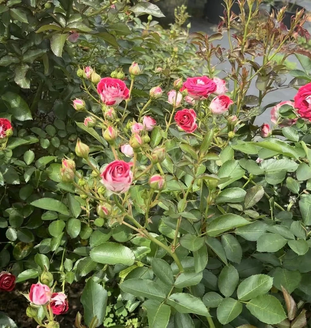 红宝石冰 月季庭院阳台花卉玫瑰花苗盆栽植物