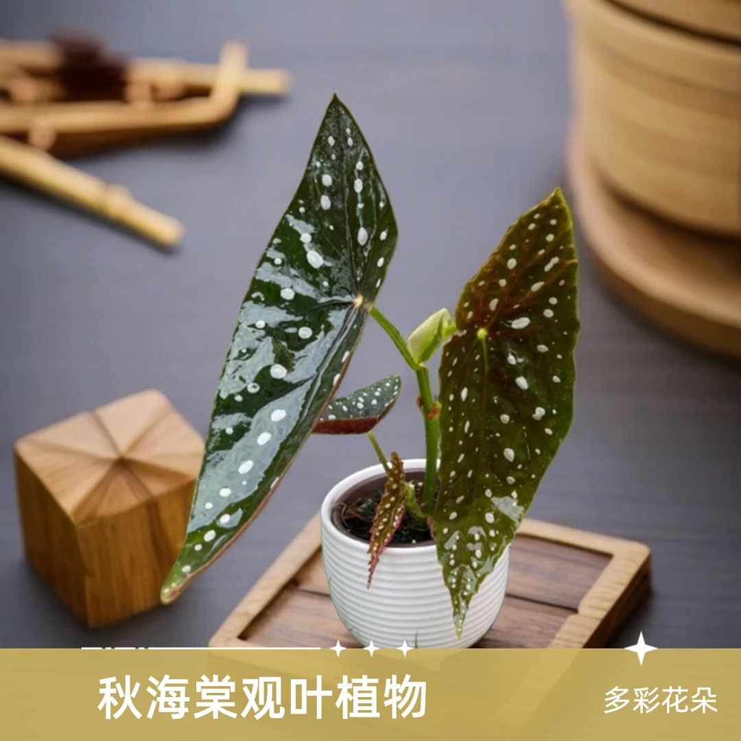 25.9  秋海棠 ins风网红款 室内热植 观叶植物