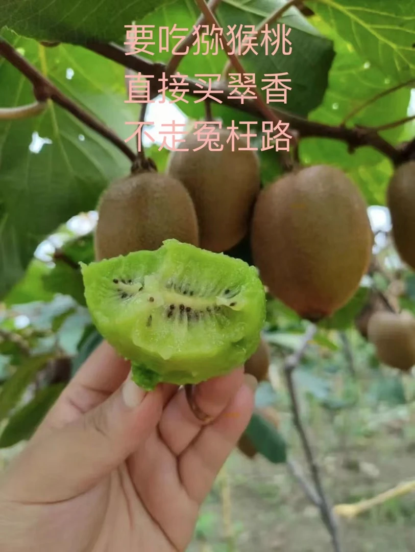 陕西翠香猕猴桃香甜新鲜猕猴桃绿心猕猴桃品种味道酸酸甜甜营养