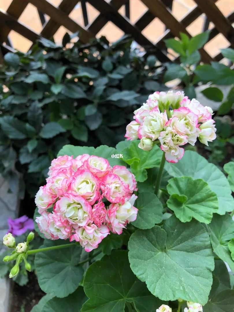 苹果碗 直立天竺葵 包邮