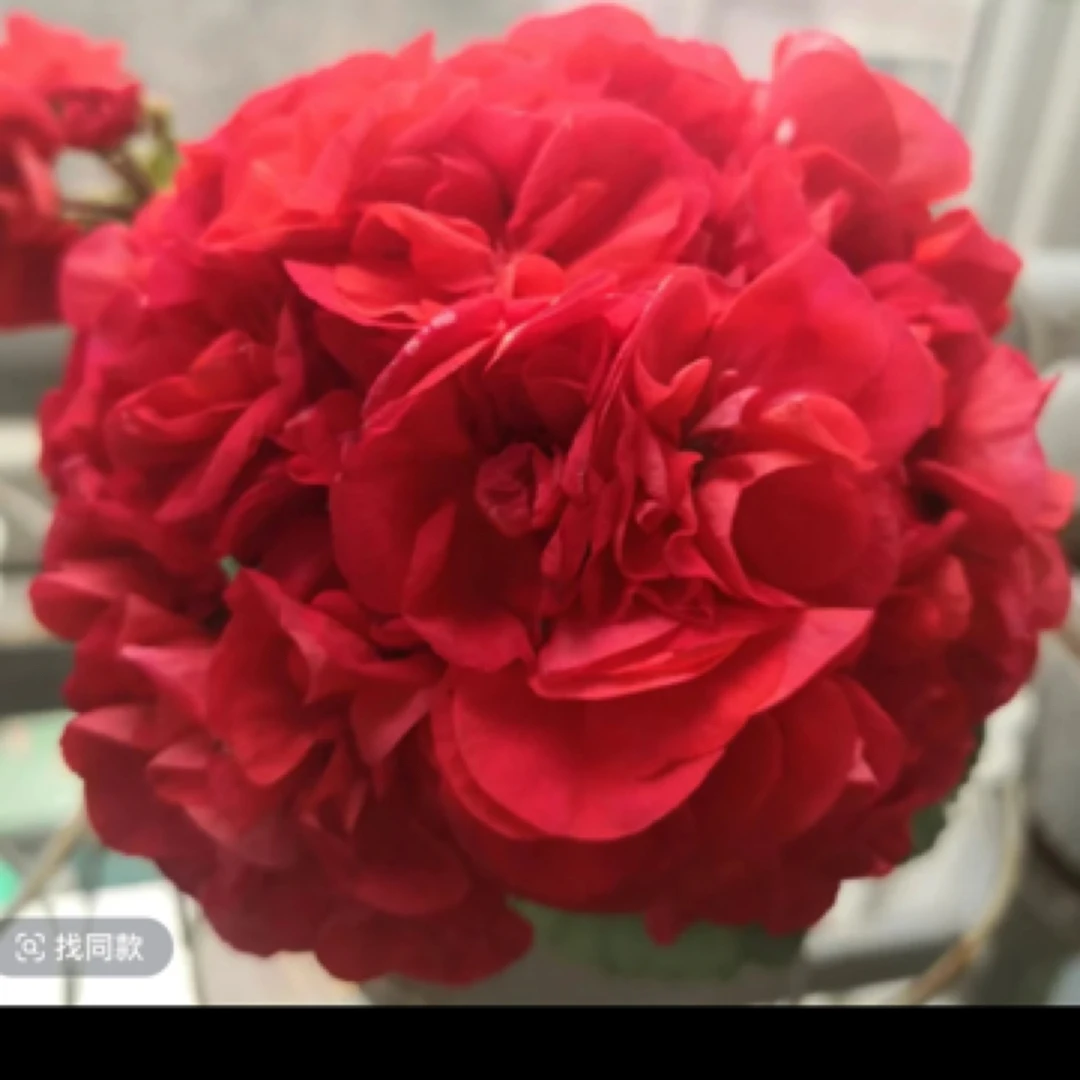 肯尼 直立天竺葵 红色重瓣 130口径 拍三颗 发四颗