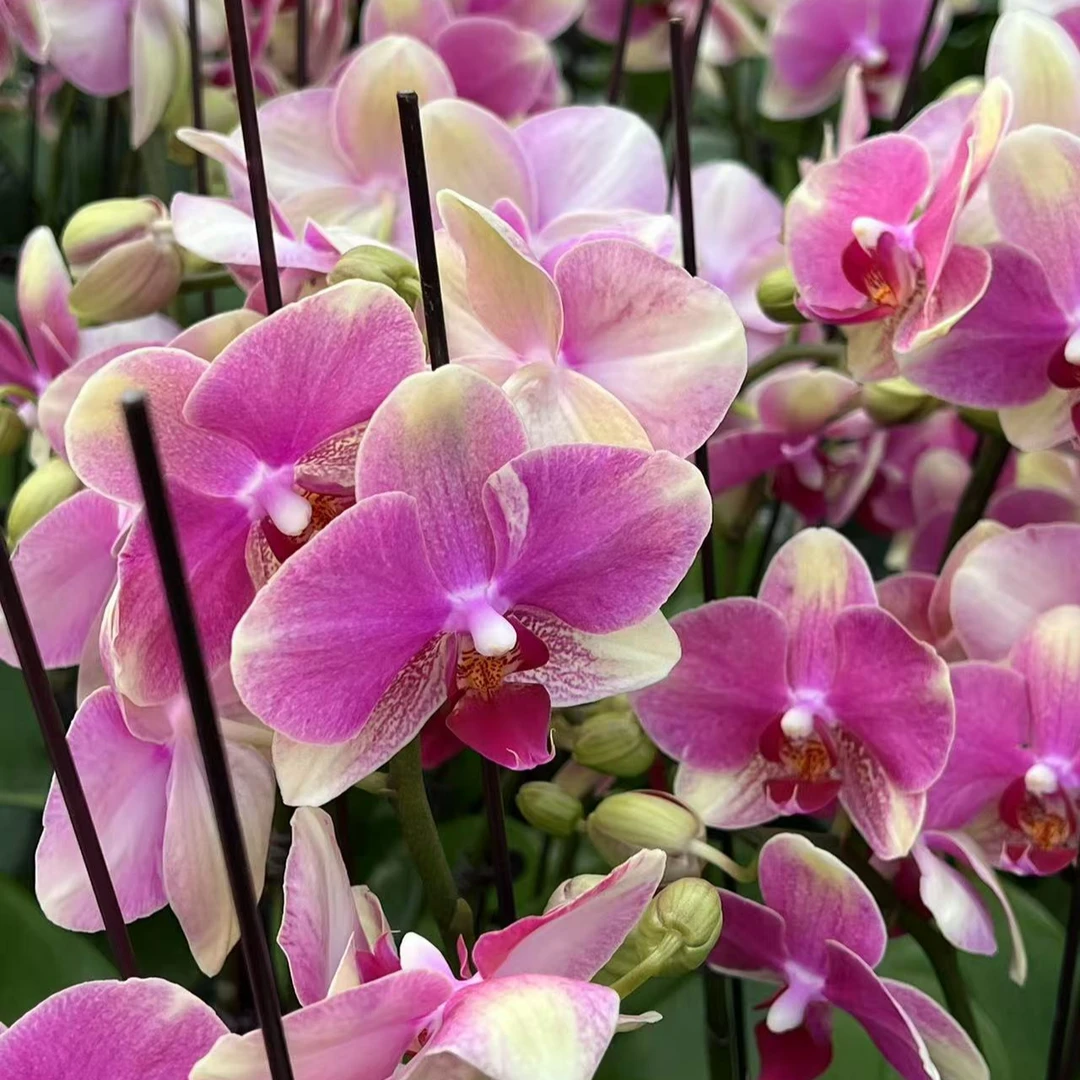 多彩蜜桃蝴蝶兰 微瑕 不售后 基地直发