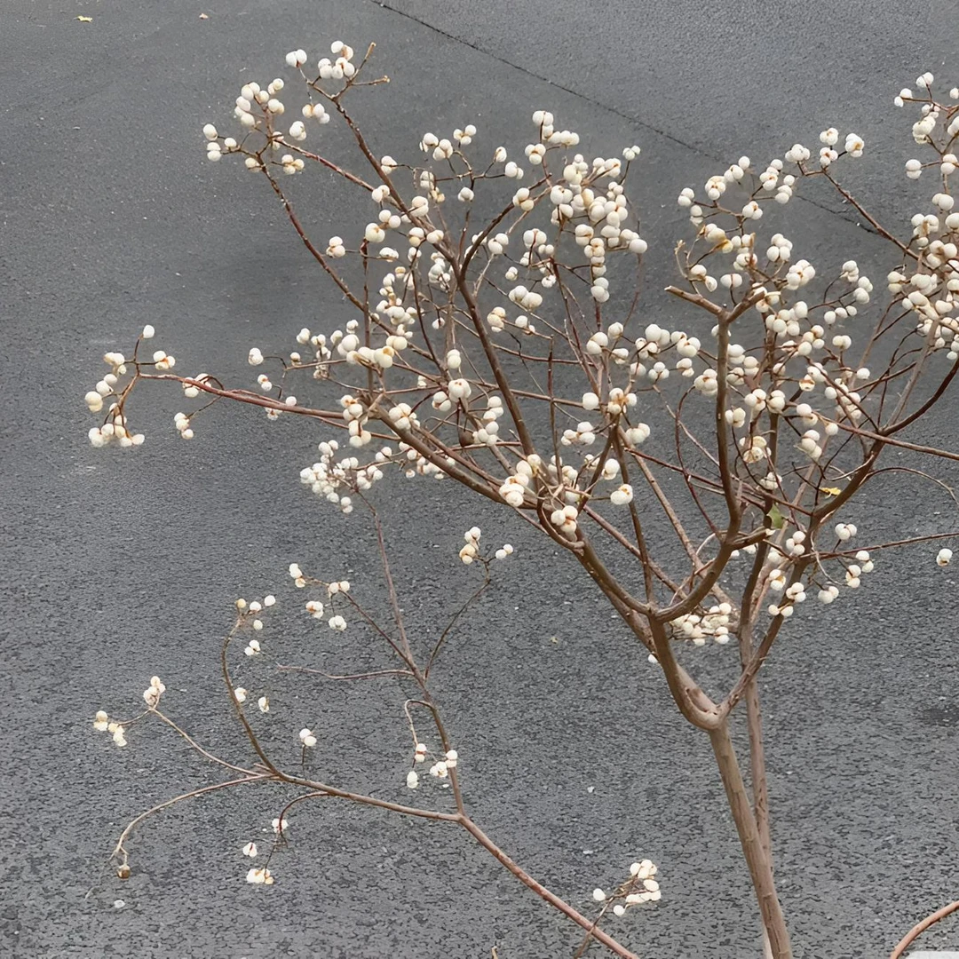 【乌桕果】一物一拍菩提果好养护 直接做干花 最终观赏小白果哟