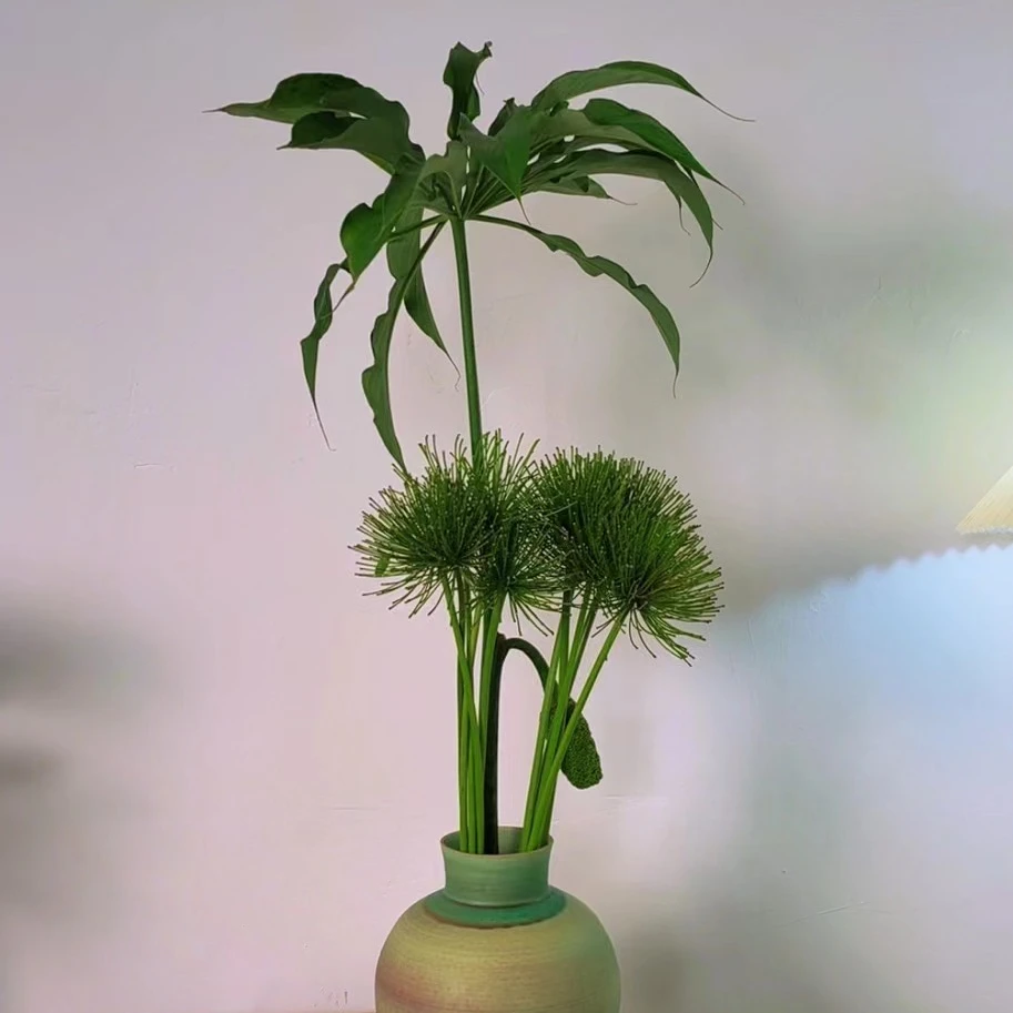 【花拾间】龟背竹+沙团草套餐鲜切花材 水培久 好看好养护