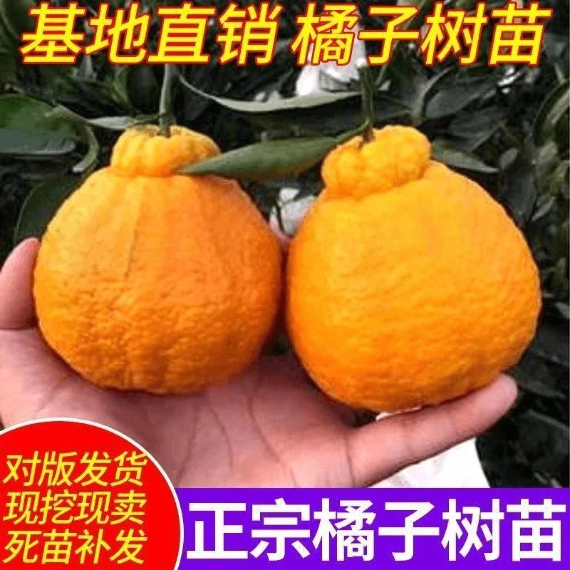 丑橘苗 丑橘树苗 正宗不知火树苗 丑八怪柑橘苗春见丑橘苗橘子苗