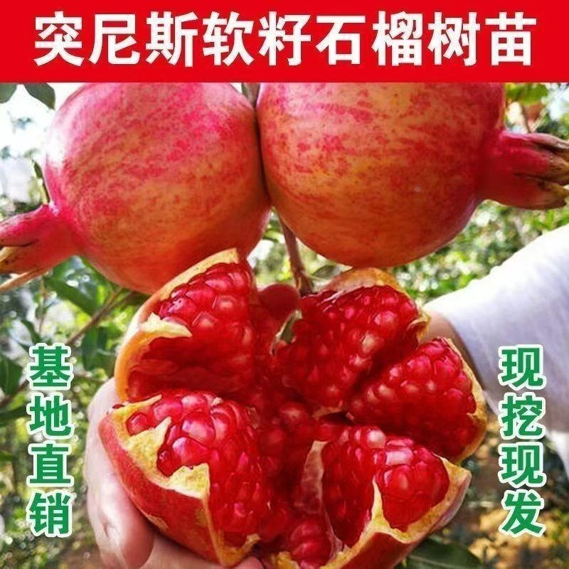 嫁接特大突尼斯软籽公斤大石榴果树苗南方北方种植抗寒当年结果