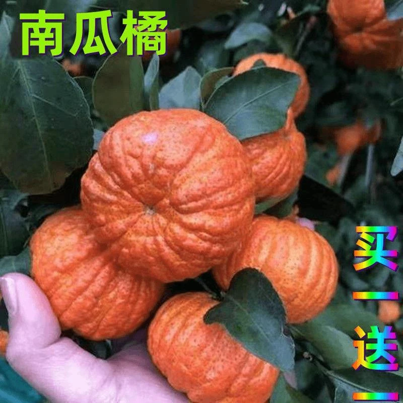 南瓜桔新品种桔树苗 红美人柑橘树苗南北方地栽盆栽当年结果