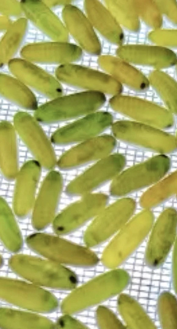 囍玩鸣虫 蝈蝈萌动卵 蝈蝈籽 铁皮蝈蝈 蝈蝈养殖玩具