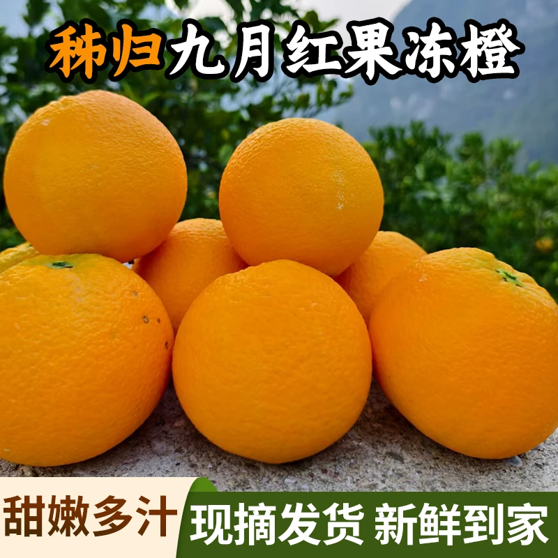 秭归脐橙当季新鲜九月红现摘现发香甜可口爆汁皮薄多汁水果脐橙