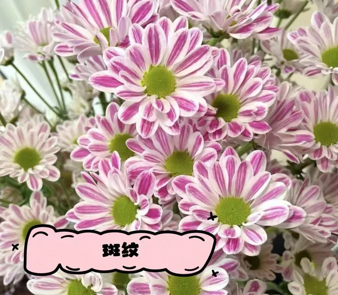 小雏菊颜色随机10支装家居平插花
