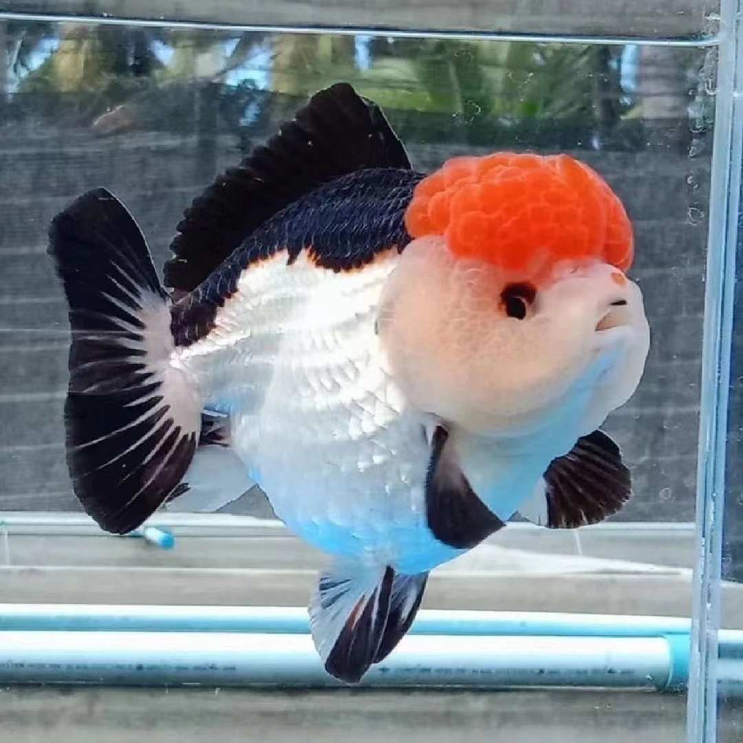 金鱼甄选玛丽将军泰狮 冷水金鱼（颜色，品相以直播为准）