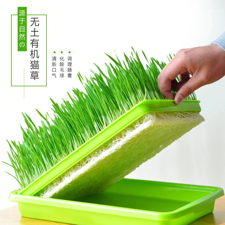 猫草水培种植套装猫草种子天然猫草猫零食化毛去毛球猫咪用品有机