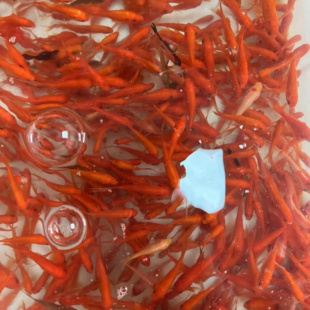 4、红草福利组合观赏鱼锦鲫金鱼冷水好养耐活活鱼活体小型包邮