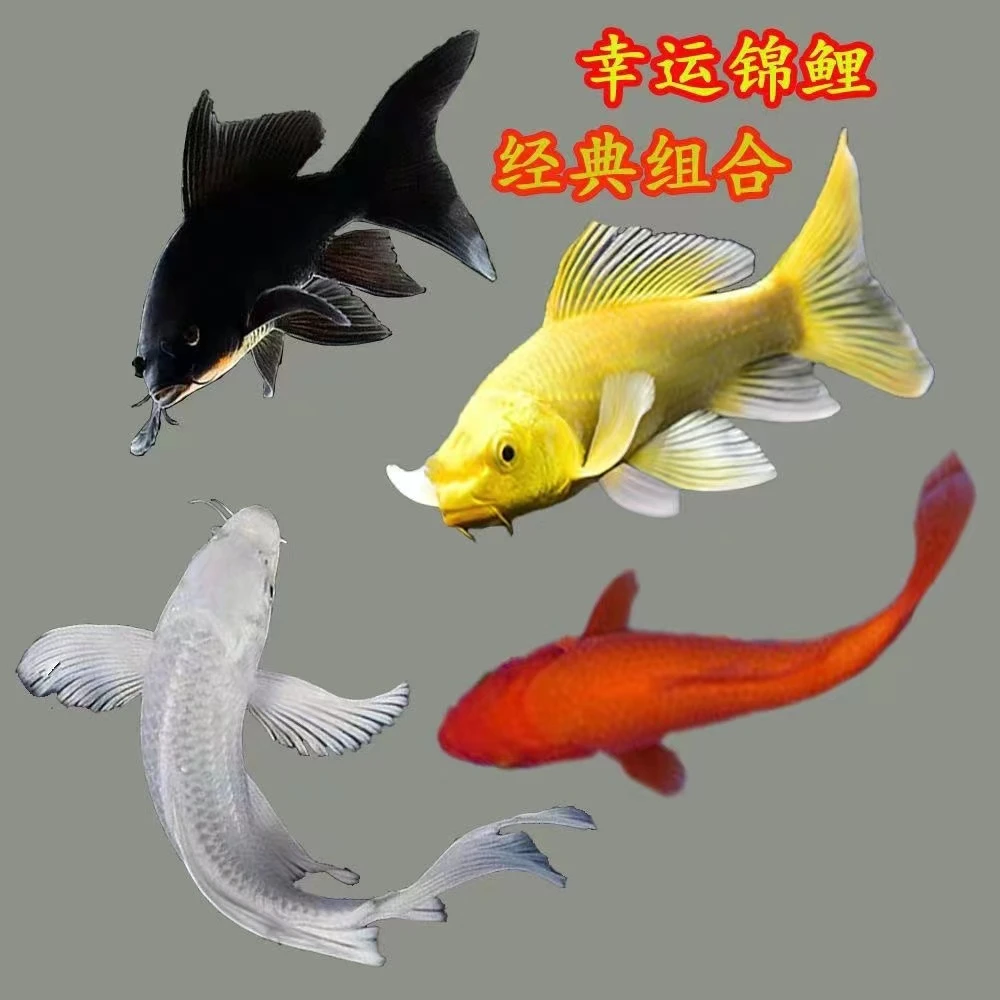 【1-5 包邮 共10条】8-10cm 黄2红2黑2蓝龙2黄龙2   观赏鱼3号箱