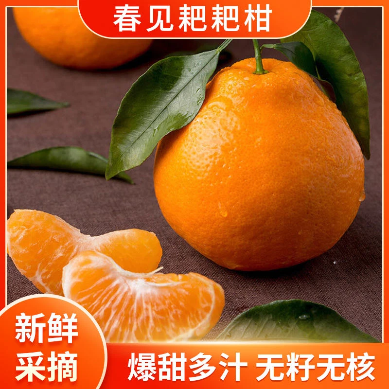 【唐111】正宗四川春见耙耙柑新鲜水果现摘爆甜多汁8斤坏果包赔