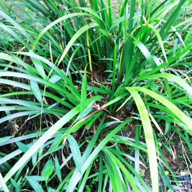 三奈山赖五香草沙姜贵州特产调味香料新鲜去腥佐料带根可盆栽