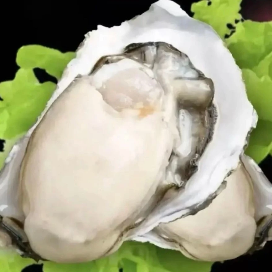 乳山大生蚝  （5斤单只4两左右）