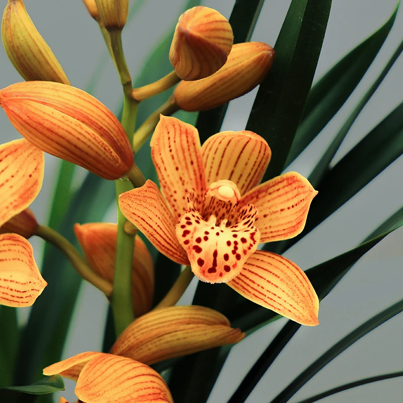 翁源兰花 东方美人 正品高档大花蕙兰盆栽室内四季好养兰草花卉