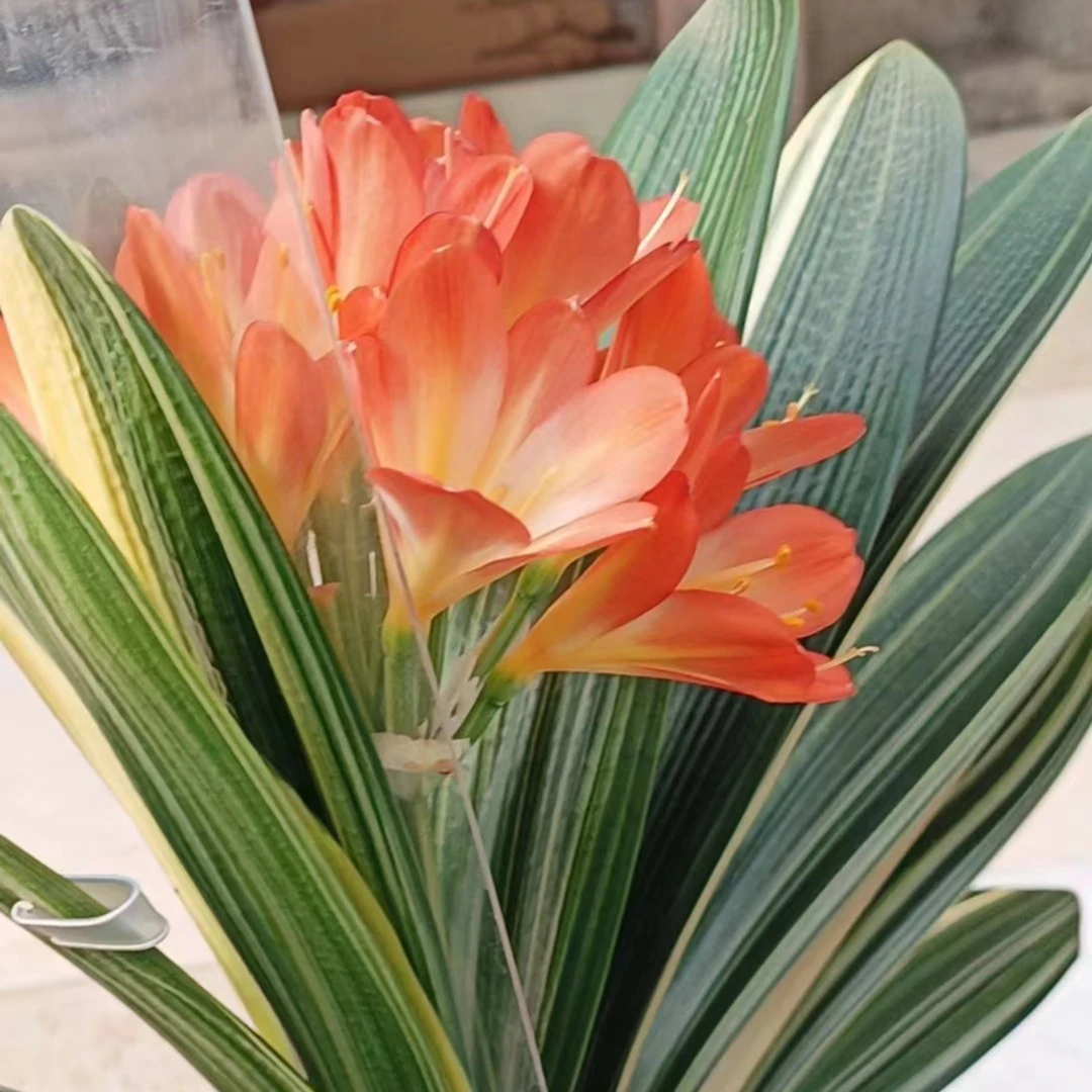 长春君子兰花卉直播间选花 请与主播确认价格下单