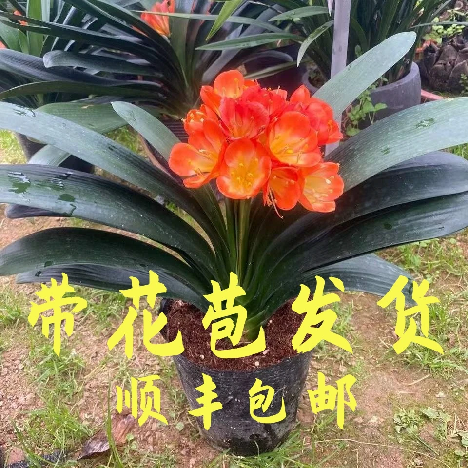 【精品带花苞】开花君子兰盆栽精品大花君子兰花卉绿植办公室内好养