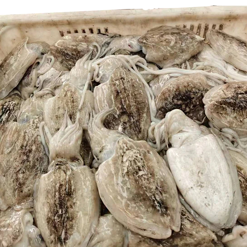 【大墨鱼】大墨鱼美味海鲜目鱼乌贼炒菜熬汤白灼营养丰富