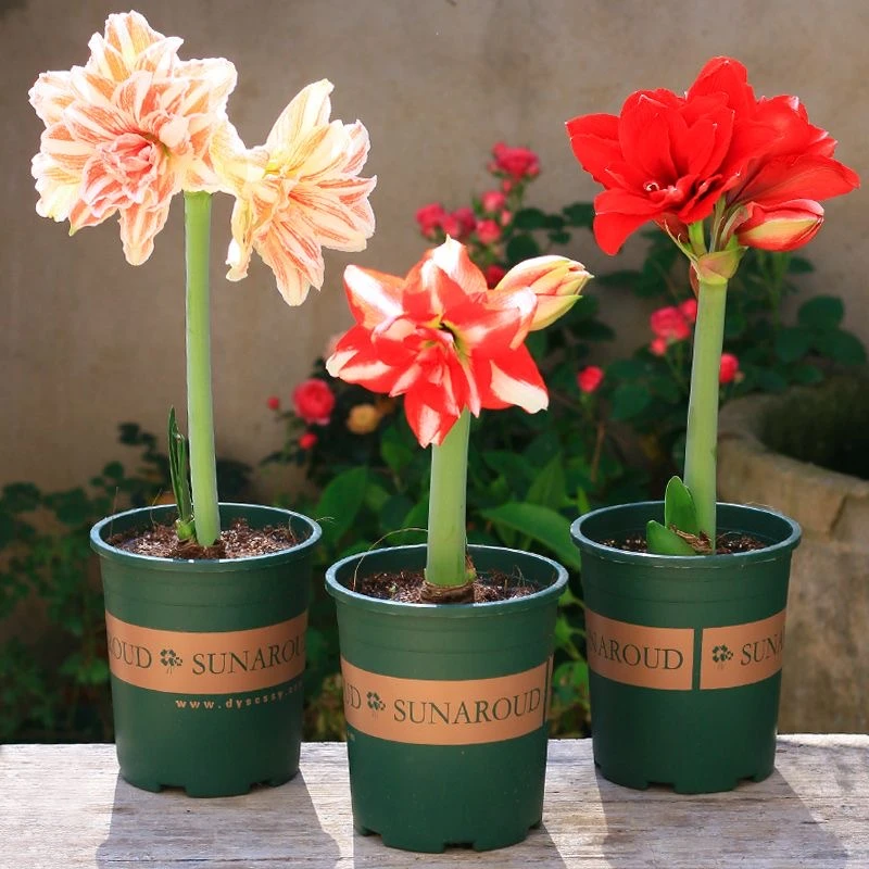 荷兰进口朱顶红种球重瓣阿弗雷鬼魅盆栽大种球四季开花浓香型绿植