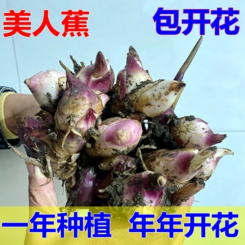 美人蕉种球四季易养室外庭院地栽植物花卉盆栽花苗多年生带芽根茎
