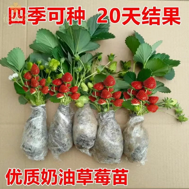 (20天结果)奶油草莓秧苗盆栽四季草莓苗南方北方种植当年结果