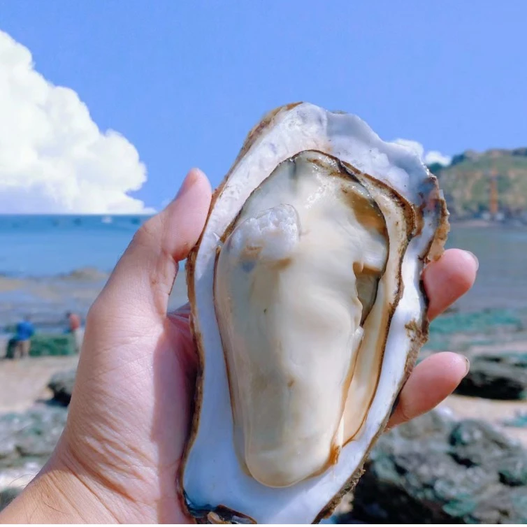 金标乳山生蚝-保活（小号/中号/大号）生鲜产品收到货后1小时内查看是否鲜活-售后找客服
