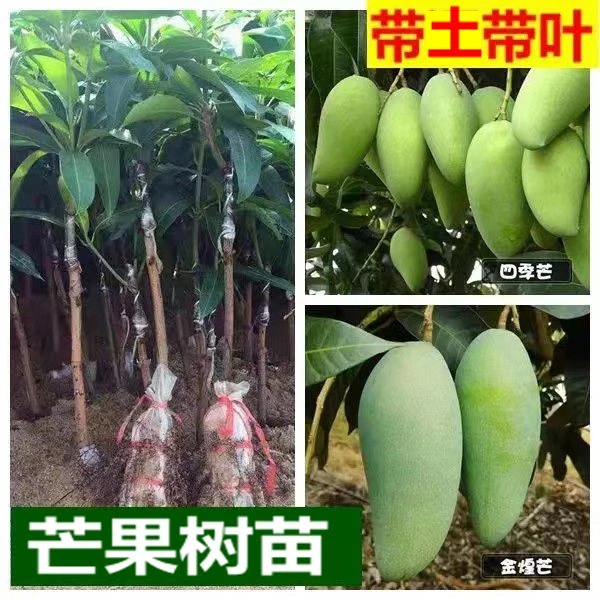 芒果树苗金煌芒果苗嫁接四季芒桂七台农贵妃凯特芒澳芒南方果苗