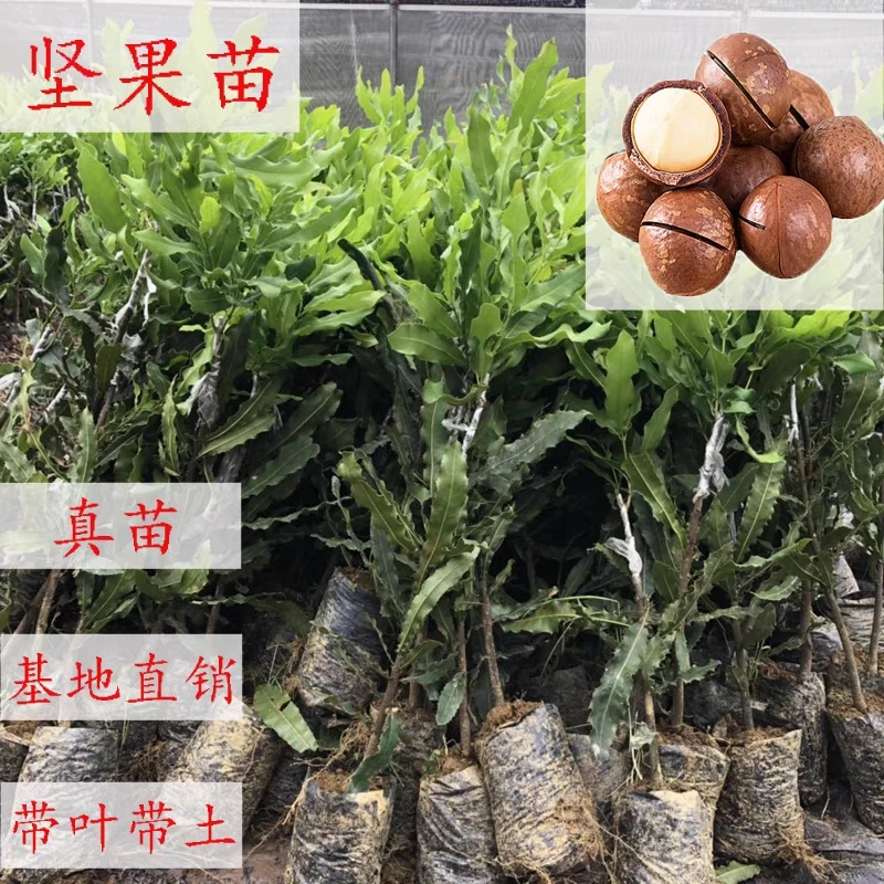 澳洲坚果苗夏威夷果苗树苗嫁接矮化广西桂热一号庭院地栽四季种植