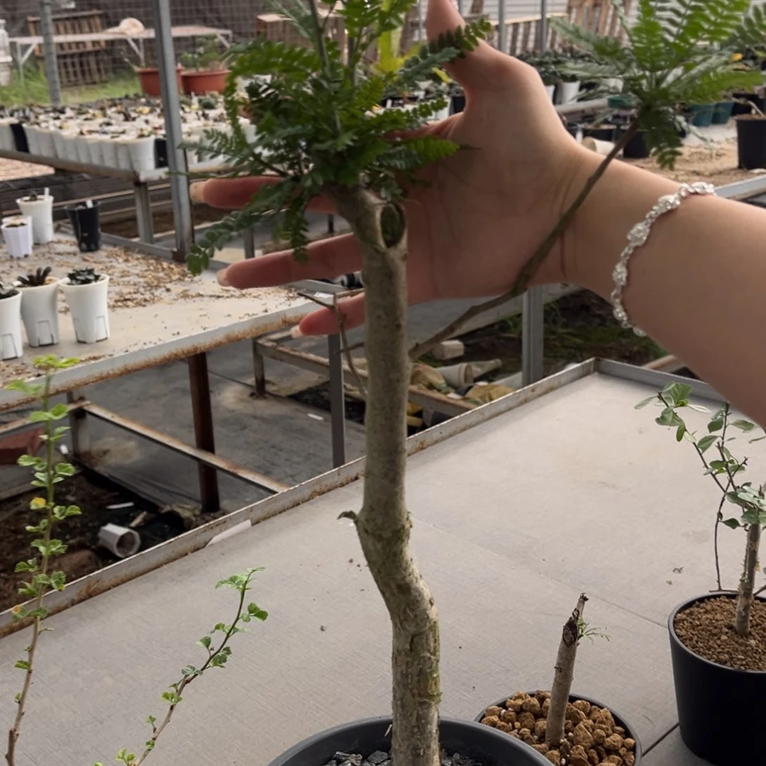 羽叶裂榄开播福利