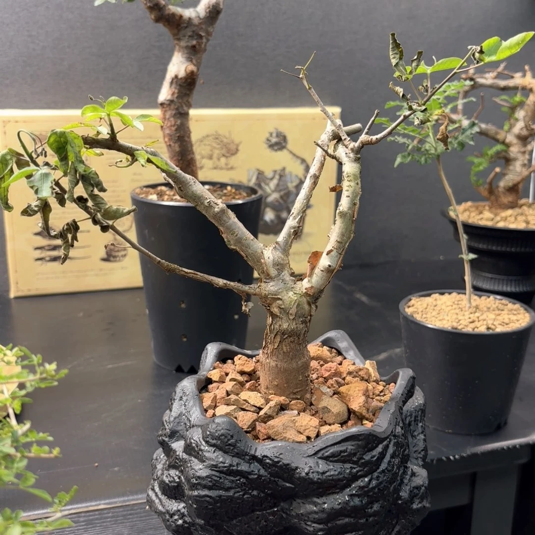 红白皮奥比克橄榄