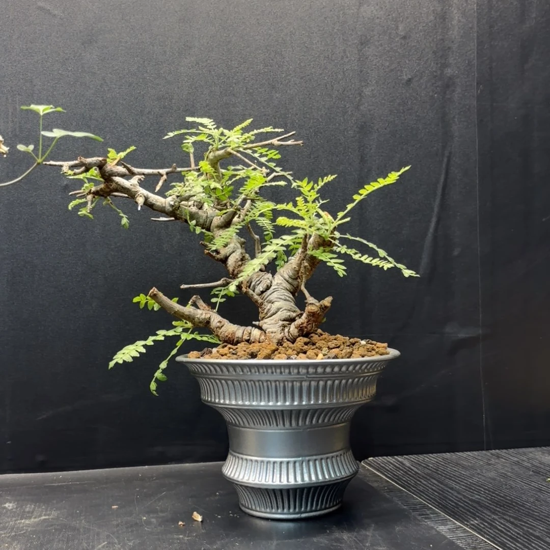 尼勒达乳香带盆发货