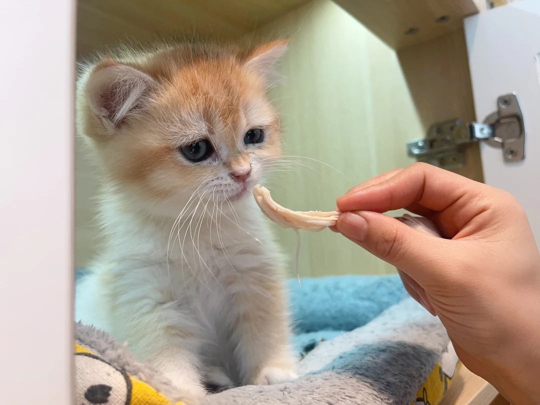 蜜糖湿粮零食冻干系列①
