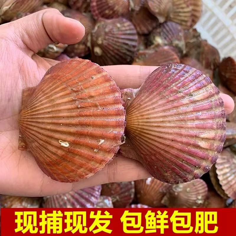 新鲜鲜活 小红贝 当天打捞 到手6斤 一斤9只左右