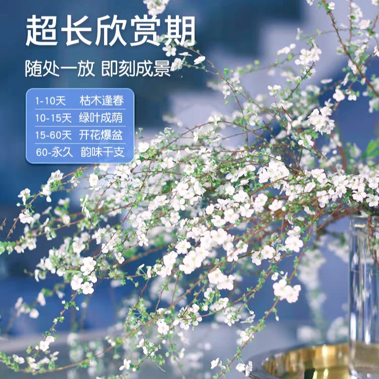 雪柳基地直发带芽苞鲜枝盆栽喷雪插花卉水培水培植物室内