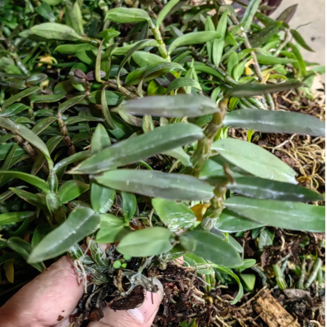 浙江雁荡山铁皮石斛苗雁荡3号苗红杆