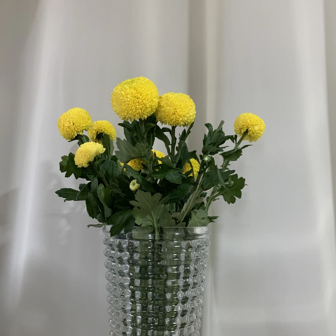 【拉萨发货】A级鲜花乒乓菊