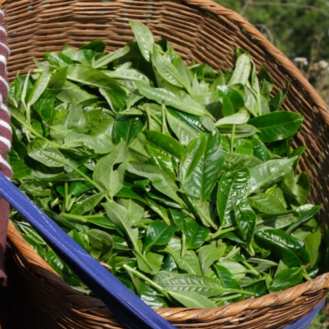 醉沧海茶业（品鉴装）