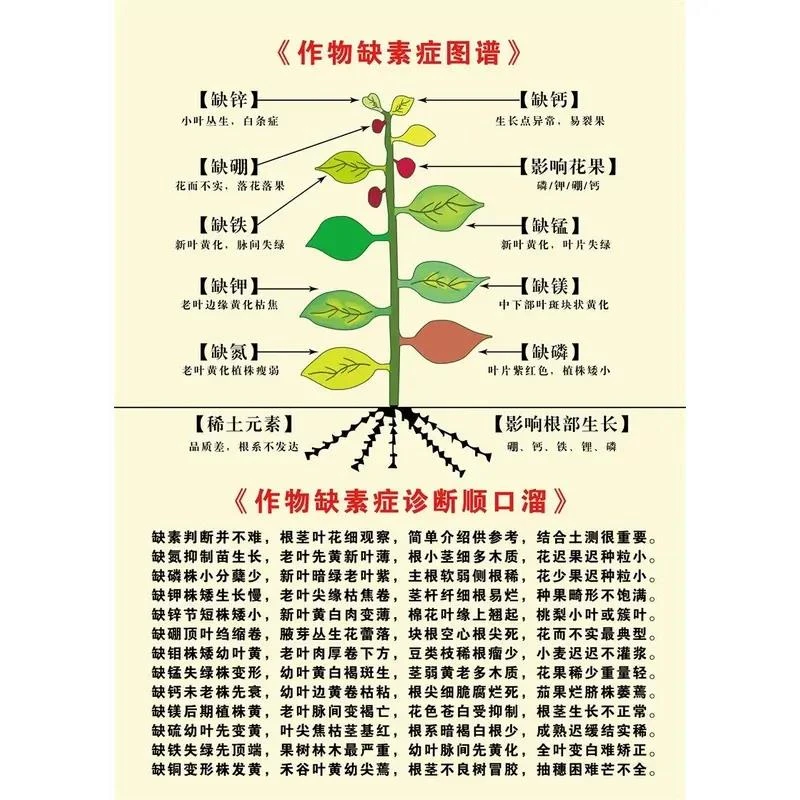 作物缺素症图谱 植物缺素的症状病虫害鉴别与图谱防治技术图海报