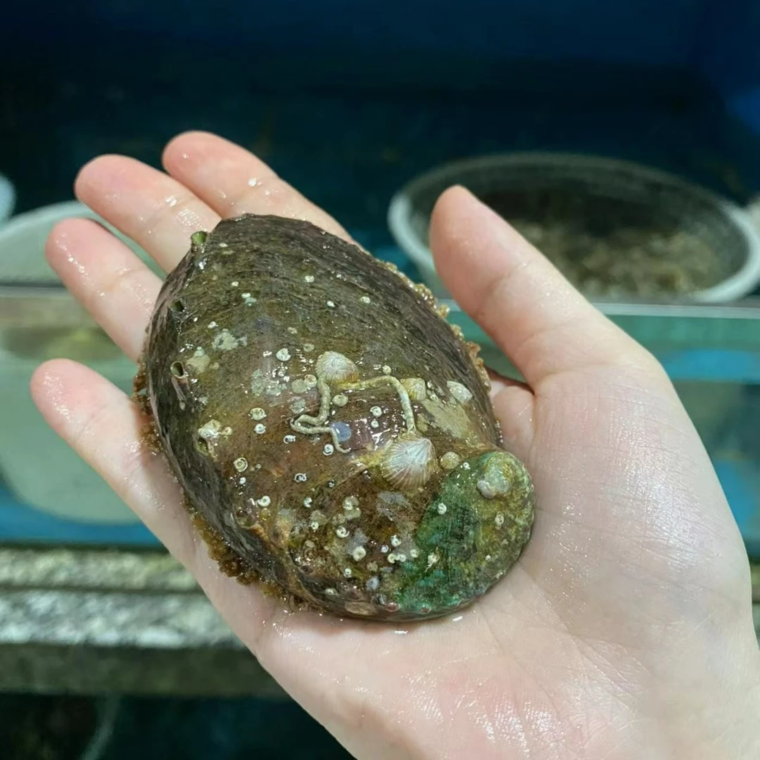 深海黄金鲍现场称重 直播为准  2斤 3斤同城顺丰包邮