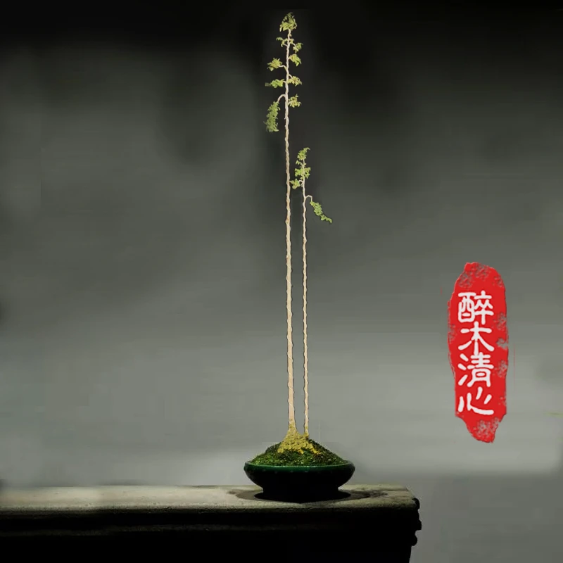 盆景小叶榆树丛林文人生桩杂木榆树卫矛黑松山松文人黄杨盆景