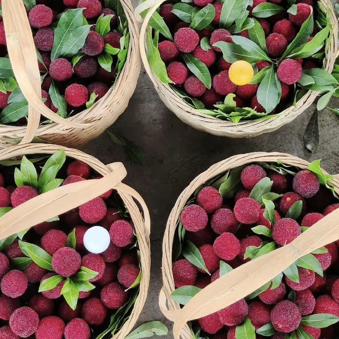 杨梅树苗东魁黑碳杨梅嫁接果树苗盆栽地栽南北方可种植