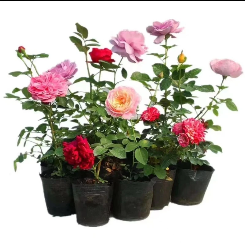 月季玫瑰小苗 新品切花爬藤蔷薇灌木玫瑰切花花苗阳台庭院植物
