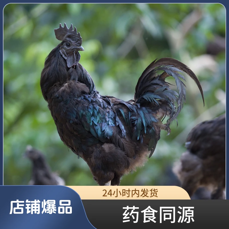 略阳乌鸡（冰鲜）营养滋补慢生散养肉质紧实官方平台只做正品1650g