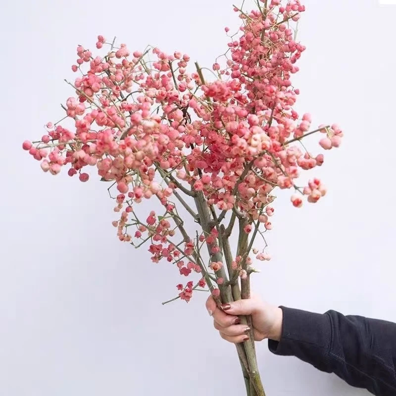 白杜果粉色灯笼果相思果鲜切枝条秋季花材水培植物插花客厅水养